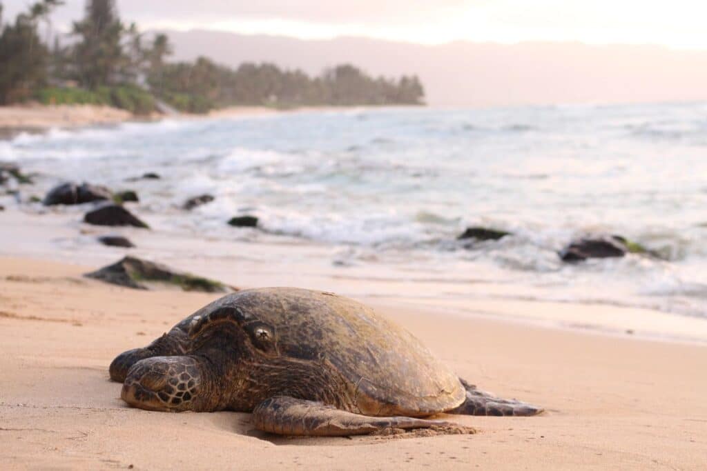 Living the slow life